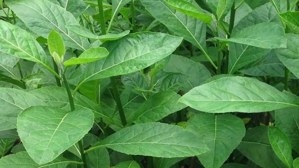 Daun Sambung Nyawa (bukalapak.com)-1633956588