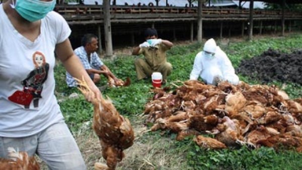 Flu burung-1635380998