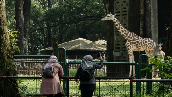 Pengunjung Taman Margasatwa Ragunan Jakarta sedang melihat jerapah-1634727318