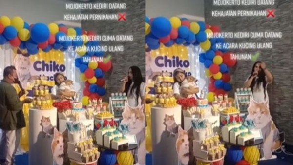 Kucing Sultan saat ulang tahun. (net)-1636082996