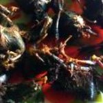 Penampakan Bacem Kelelawar. (net)-1643624688