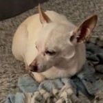 Anjing Tertua di Dunia-1650080981