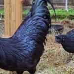 Ayam cemani-1663422232
