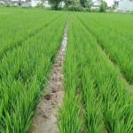 Sawah-1668753508