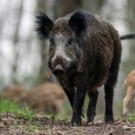 Babi hutan-1702613666