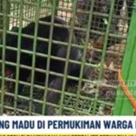 beruang-1761810324