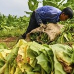Petani-1763016007