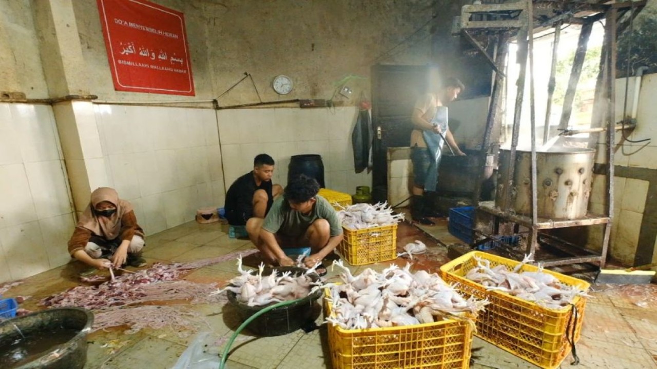 Sejumlah pekerja tampak membersihkan ratusan ekor ayam yang telah disembelih. (Foto: Dok/Istimewa/Bakom RI)