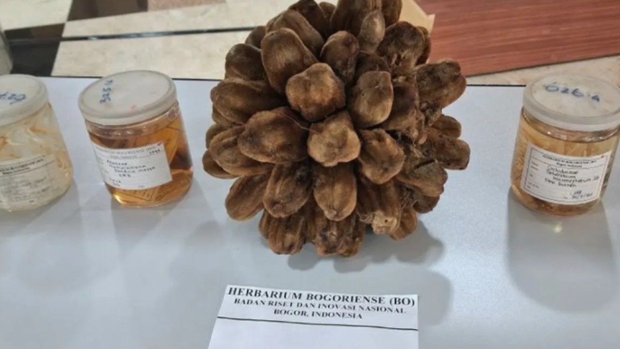 Peneliti BRIN menemukan spesies flora baru di Indonesia yang ditampilkan pada kegiatan (Antara)